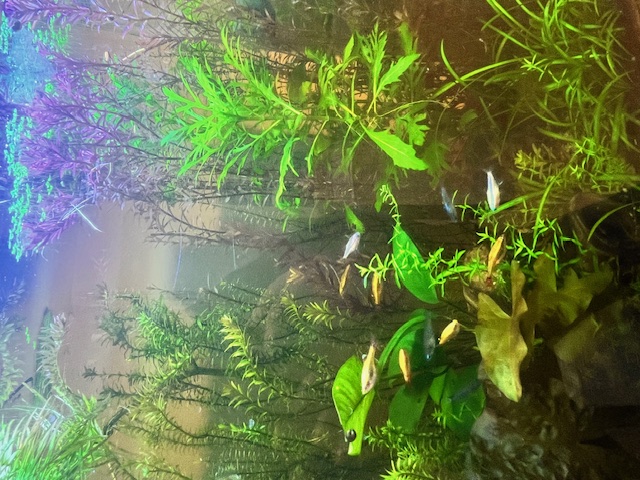 Blue Beta in planted Tank